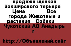 продажа щенков йокширского терьера › Цена ­ 25 000 - Все города Животные и растения » Собаки   . Чукотский АО,Анадырь г.